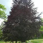 아파트 Am Hirschpark *